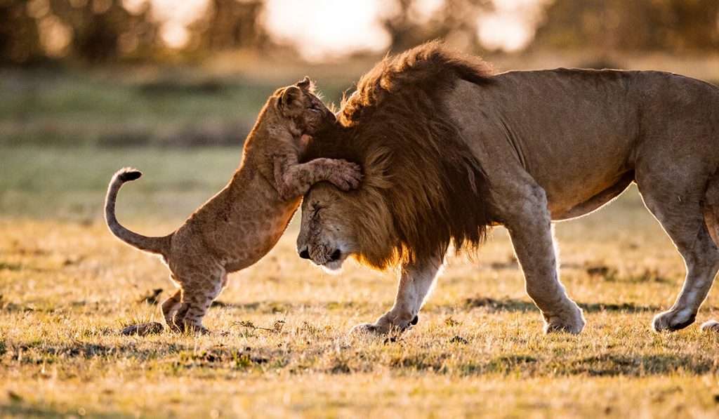野生动物安全 1024x597 1