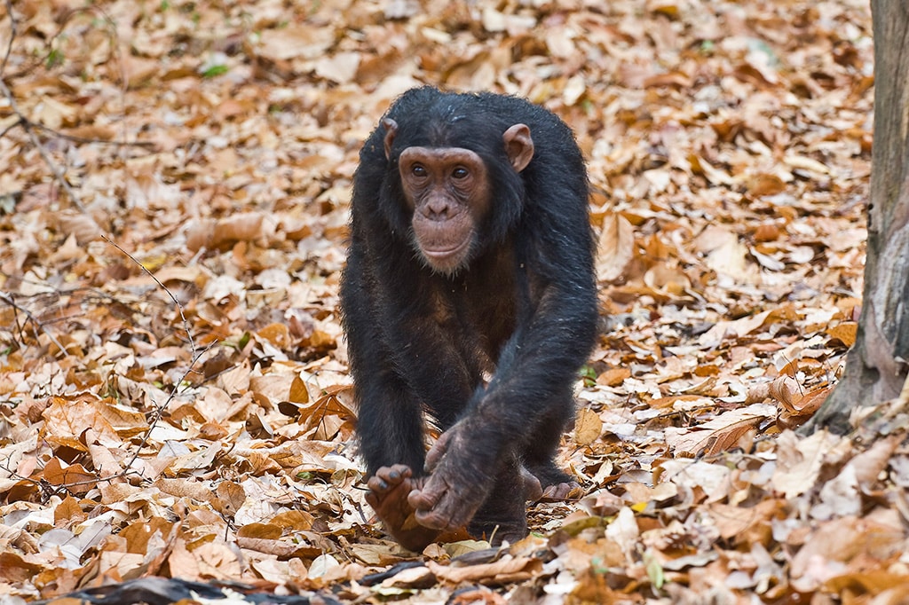 タンザニアの乾季のゴンベのチンパンジー