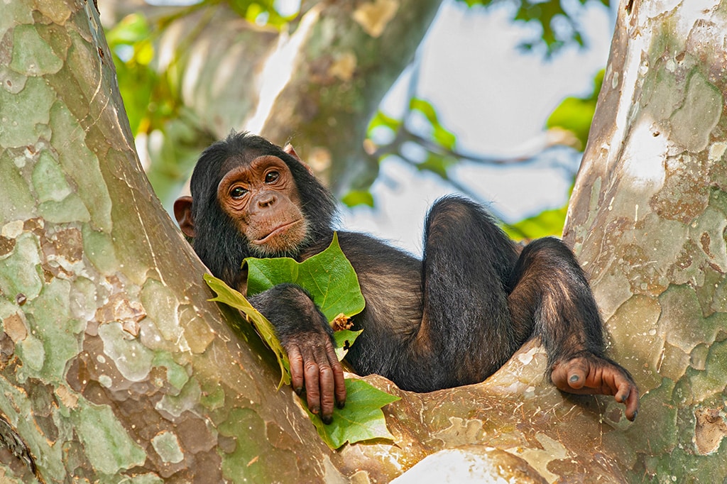 A cute young chimpanzee on top of a tree in Gombe Stream National Park, Tanzania