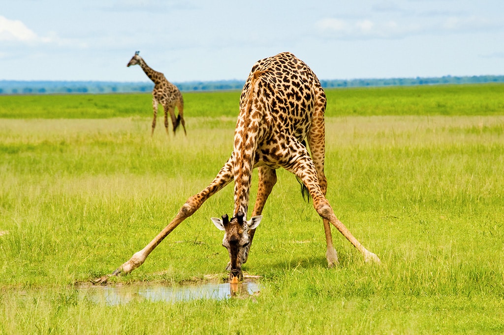 坦桑尼亚卡塔维国家公园，一只长颈鹿在水坑里喝水