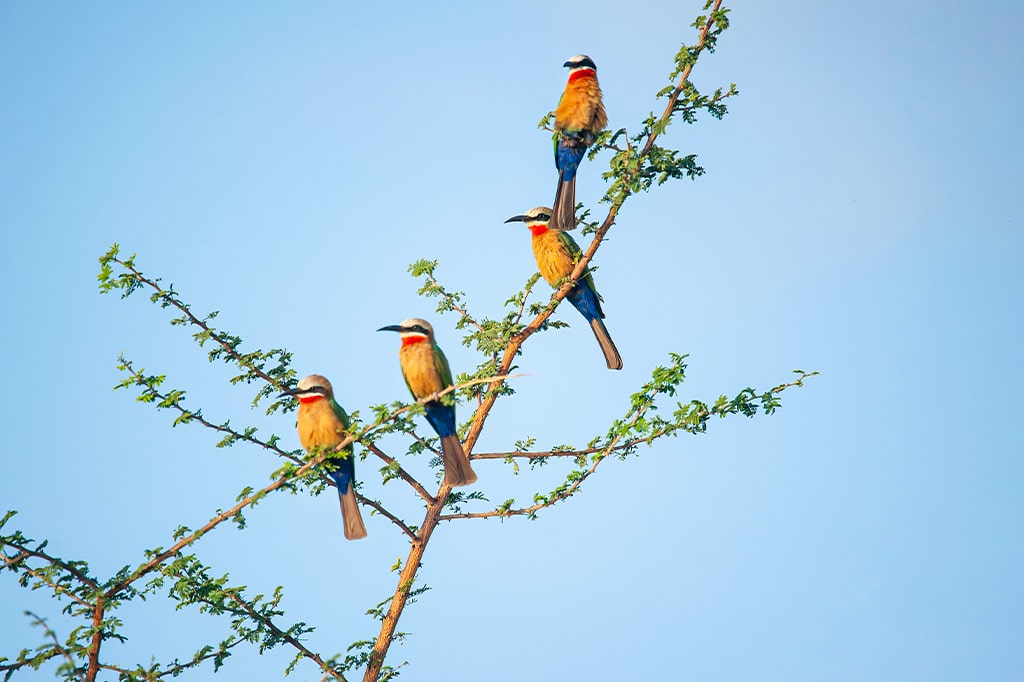 坦桑尼亚尼雷尔国家公园，一群白额蜂虎栖息在栖木上
