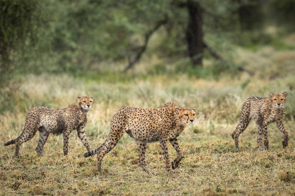 A group of cheetahs in the rain at Serengeti National Park, Tanzania