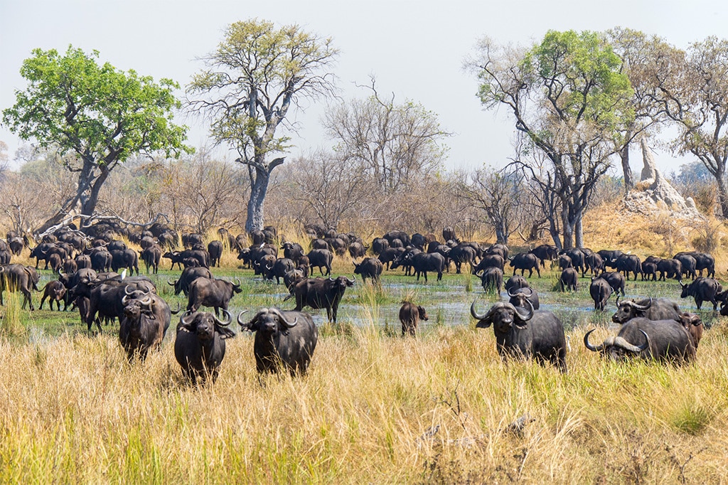 タンザニアのカタビ国立公園に生息するバッファローの大群