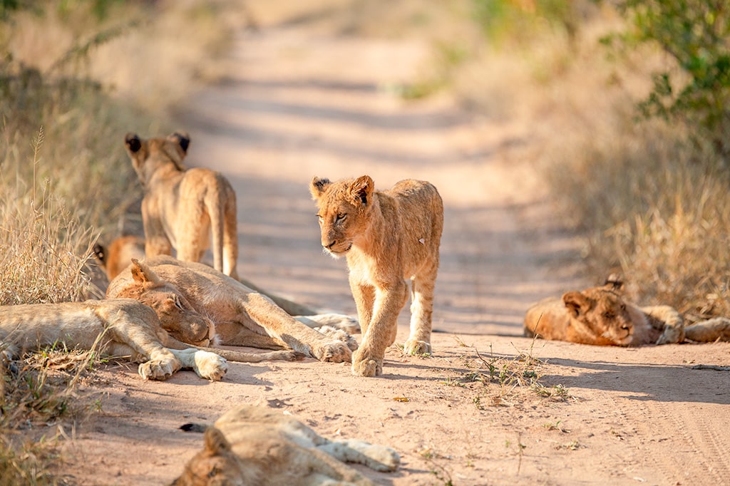 A pride of lions in Nyerere National Park, Tanzania