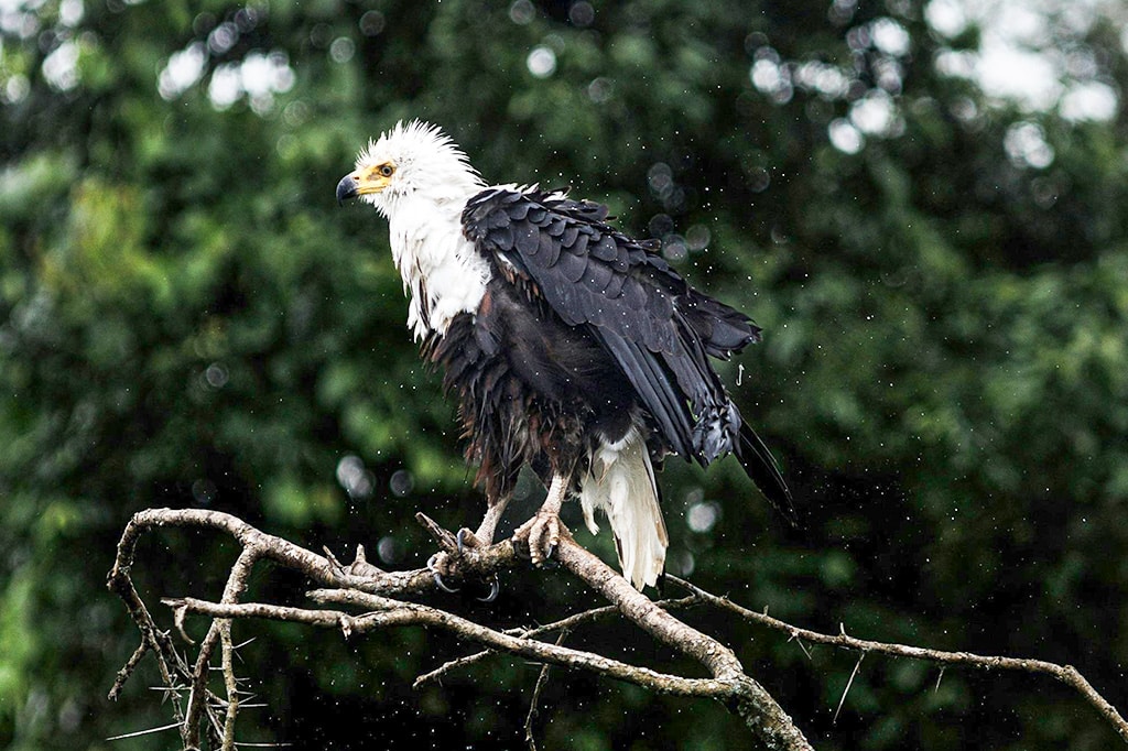 An African Fish Eagle perched, soaked in the rain, Tanzania