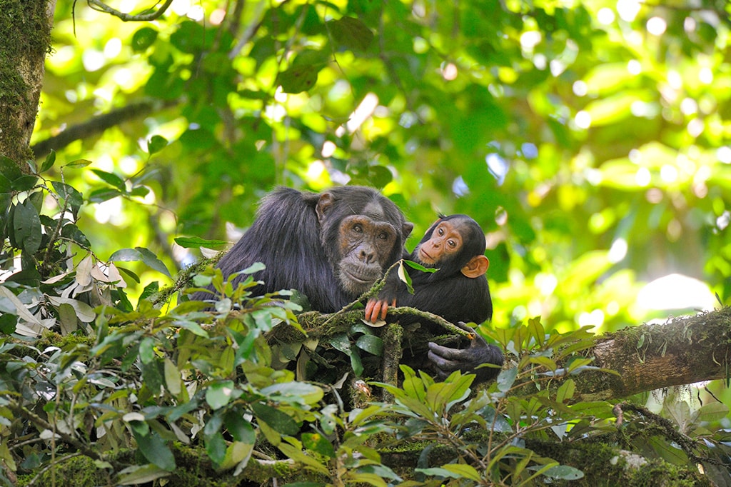 坦桑尼亚马哈勒山国家公园的树枝上，一只成年黑猩猩和一只幼年黑猩猩