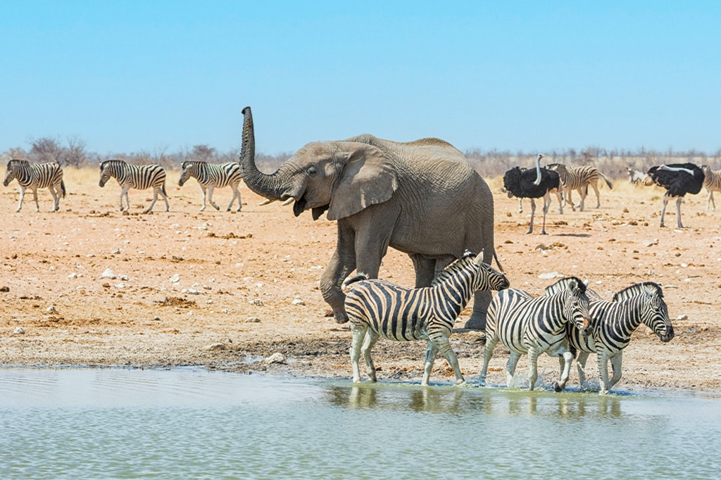 Animals gathered near a waterhole in Tanzania