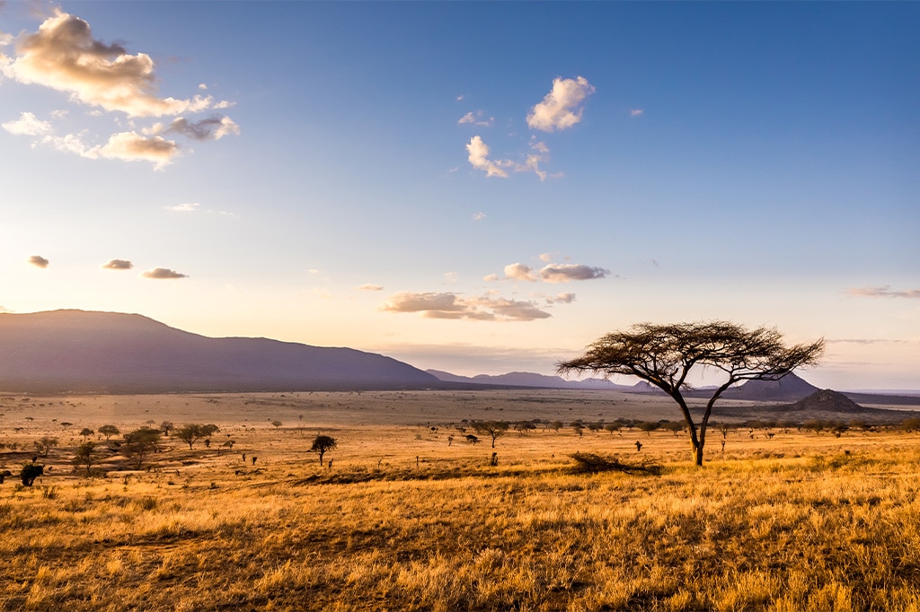 8月坦桑尼亚黄金时段塞伦盖蒂干涸的稀树草原