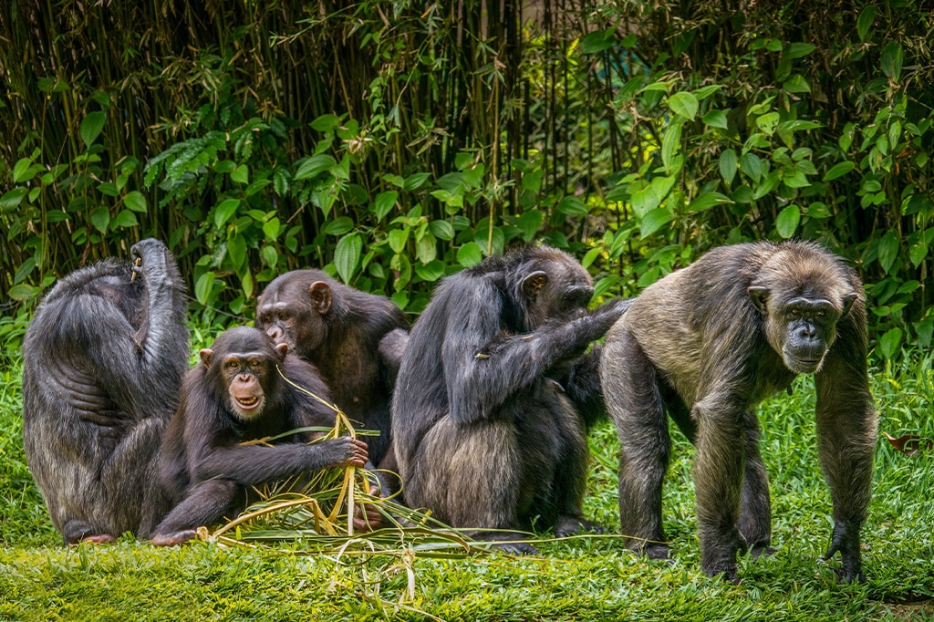 Group of chimpanzees at Gombe National Park, Tanzania