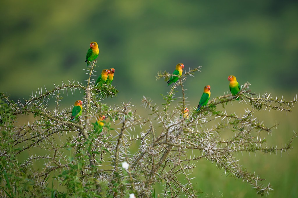 Group of wild dogs at Nyerere National Park, Tanzania