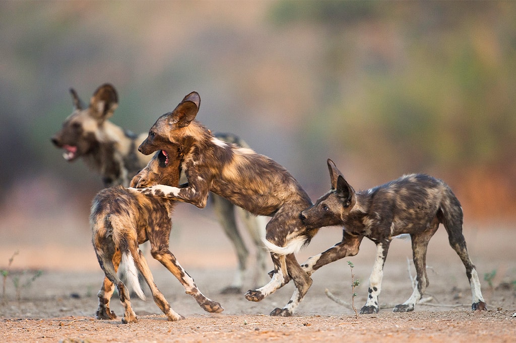 Group of wild dogs at Nyerere National Park, Tanzania