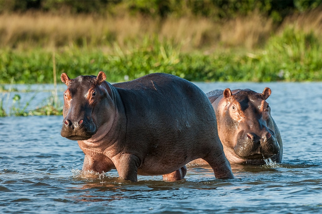 Hippos at the hippo pool in Katavi National Park, Tanzania