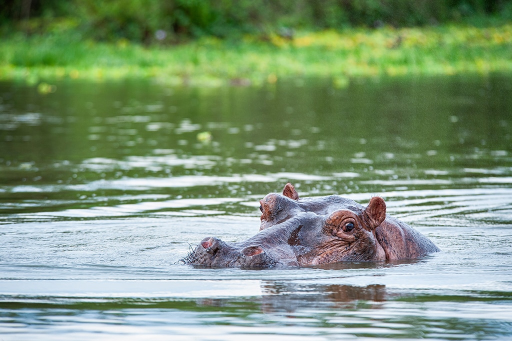 坦桑尼亚尼雷尔国家公园河马池中的河马