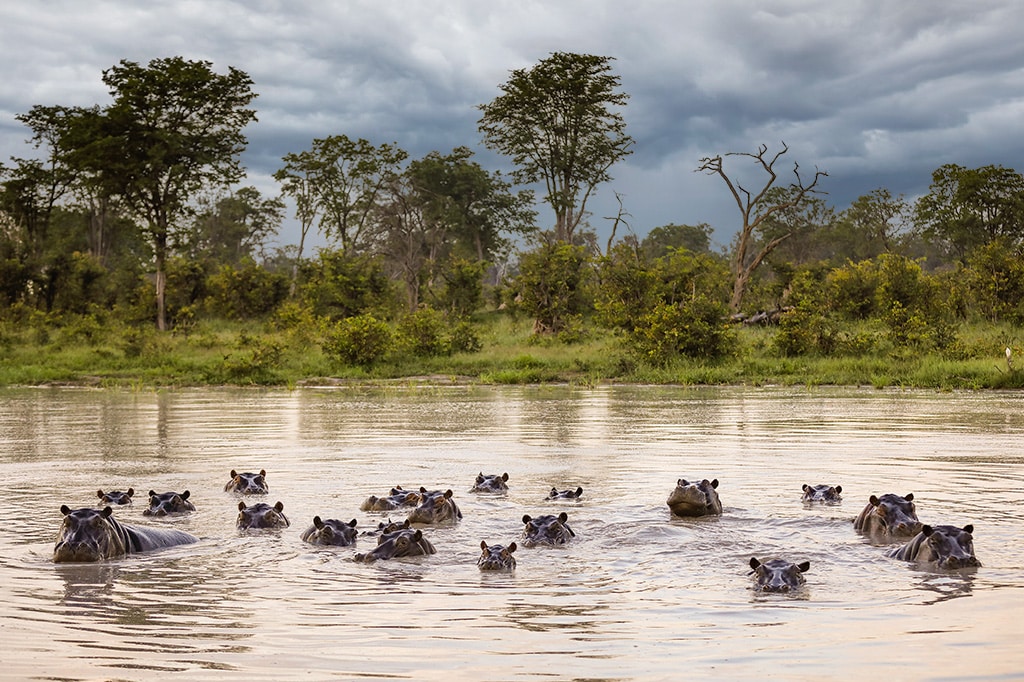 Hippos in the swimming pool beneath the rain clouds, Tanzania