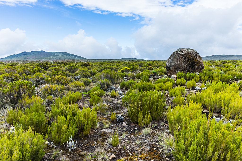坦桑尼亚乞力马扎罗山莱莫绍路线的风景小径