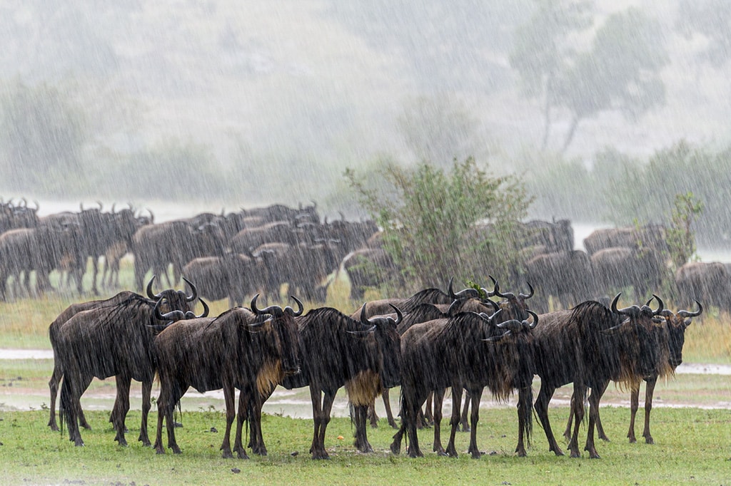 Wildebeest herd during the rain at Serengeti National Park, Tanzania