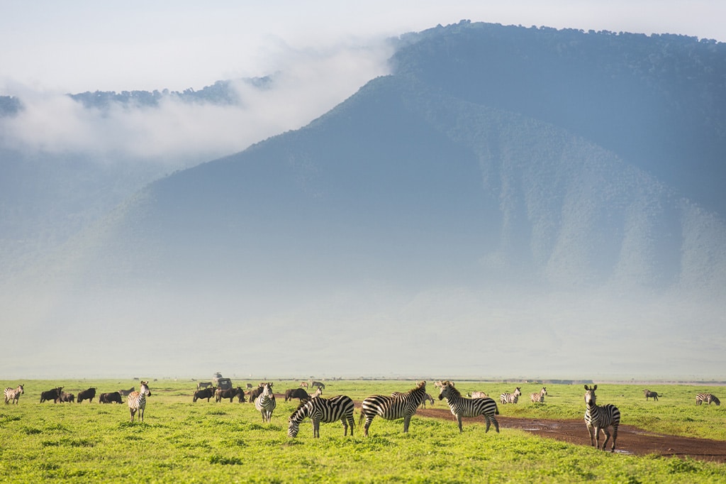Zebras on the green grasslands of the Ngorongoro Crater, Tanzania