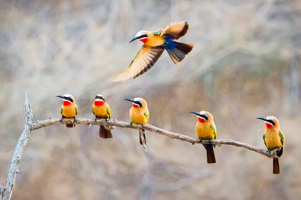 A group of rainbow bee-eaters perches on a branch at Nyerere National Park, Tanzania