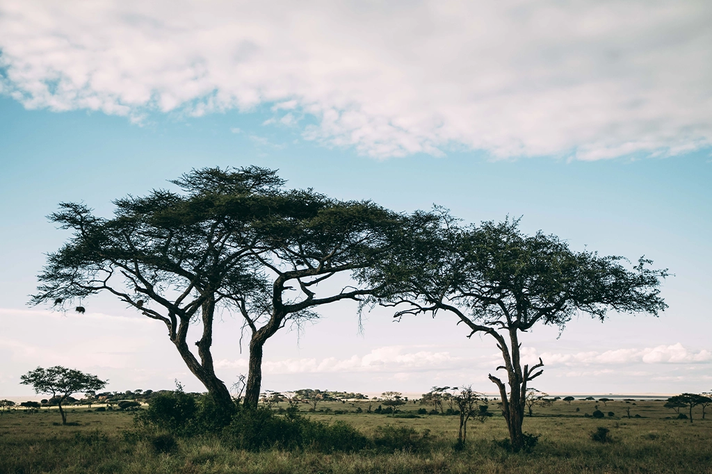 绿色而充满活力的塞伦盖蒂 轻松旅行坦桑尼亚 绿色而充满活力的塞伦盖蒂 - 坦桑尼亚轻松旅行