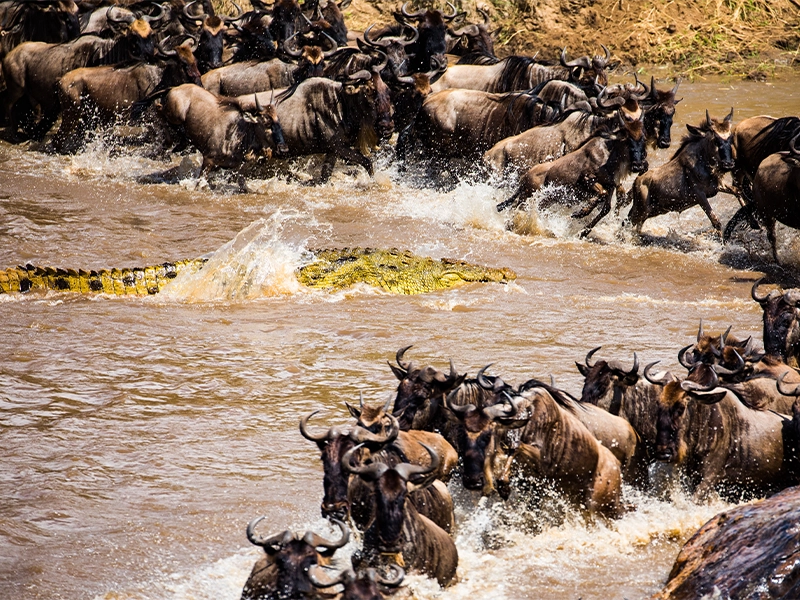 A Nile crocodile attacking or threatening a large group of wildebeest attempting to cross a flowing brown river