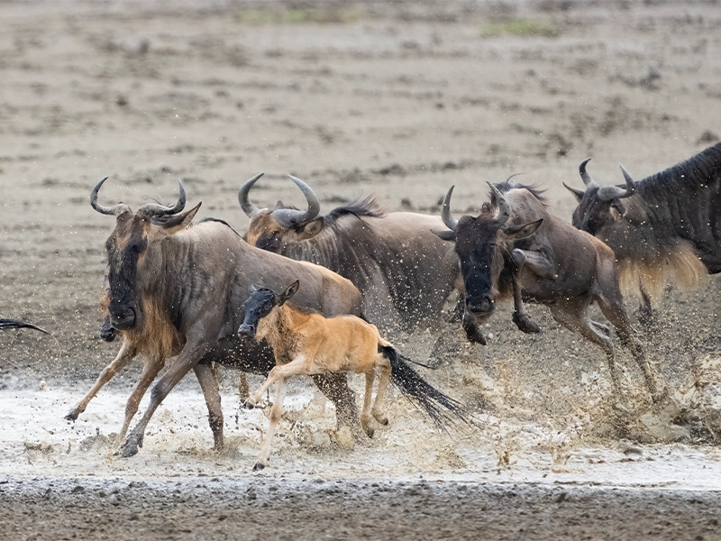 A group of wildebeest including a light brown calf running through muddy water 1