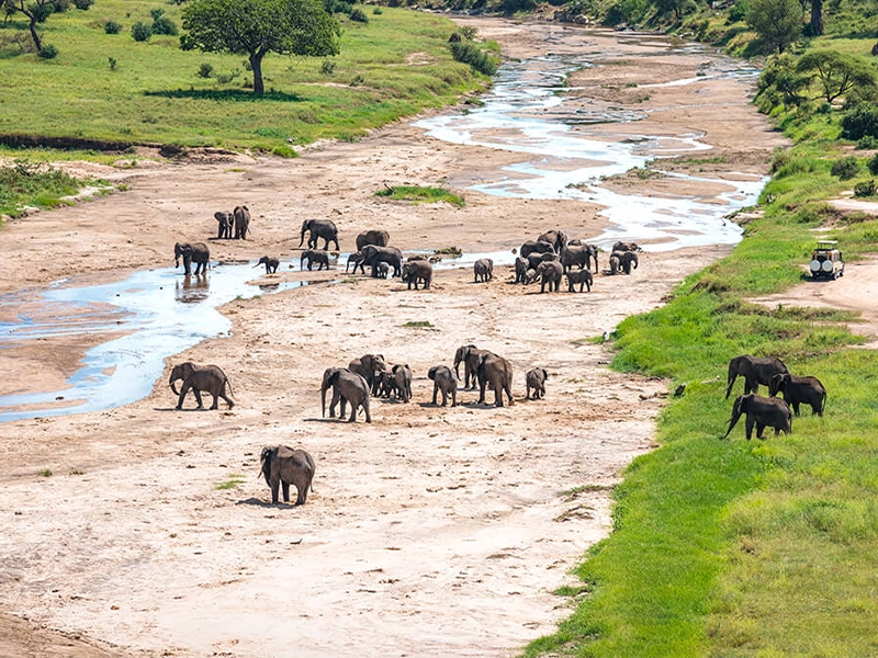 A large herd of African elephants, with calves, scattered across the dry Tarangire River bed, framed by green banks.
