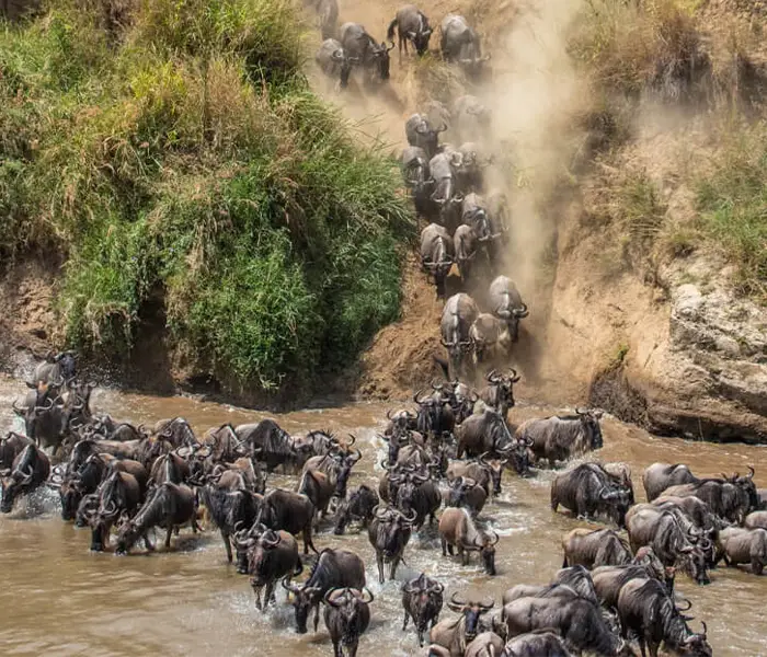 一大群角马正在过河 一大群角马正在过河。.