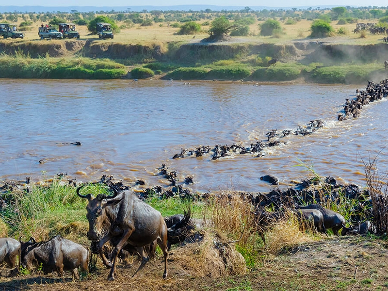 A long line of wildebeest crossing a river, with safari vehicles parked on the far bank observing the Great Migration.