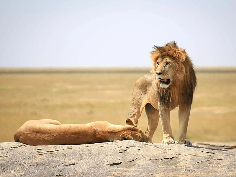 A male lion with a large mane standing on a Serengeti kopje rock outcrop next to a resting lioness