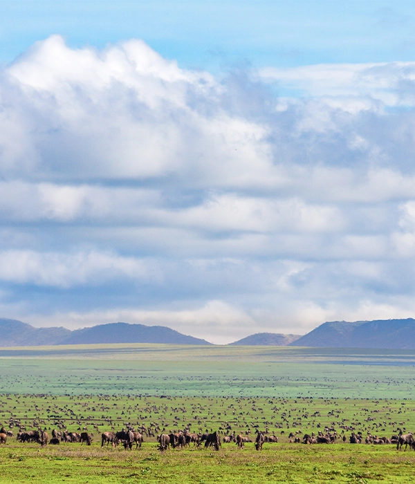 A massive herd of wildebeest grazing on the wide, green Serengeti plains, stretching toward distant hills under a huge, cloudy sky.