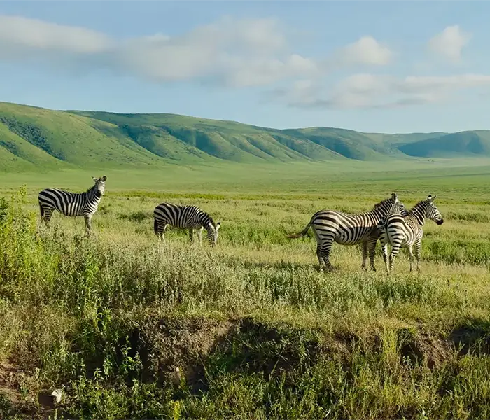 一群斑马在郁郁葱葱的山谷中漫步 1 斑马在绿树成荫、丘陵起伏的山谷中悠闲地吃草,蓝天白云笼罩着大地。.