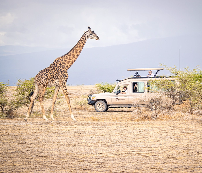 A tall Maasai giraffe walks past an Easy Travel safari vehicle with tourists viewing from the windows and open roof hatch on dry, grassy plains.