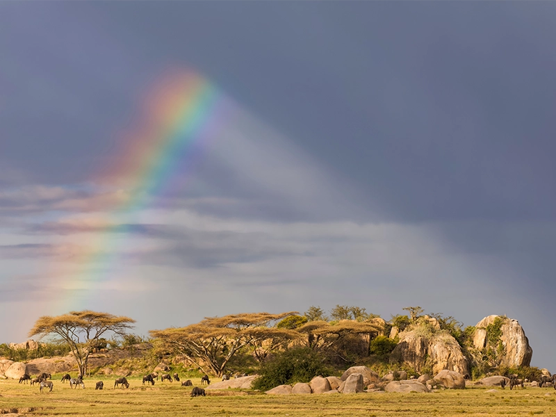A vibrant rainbow arcs over a group of wildebeest grazing near acacia trees and large granite kopjes on a grassy African savanna.