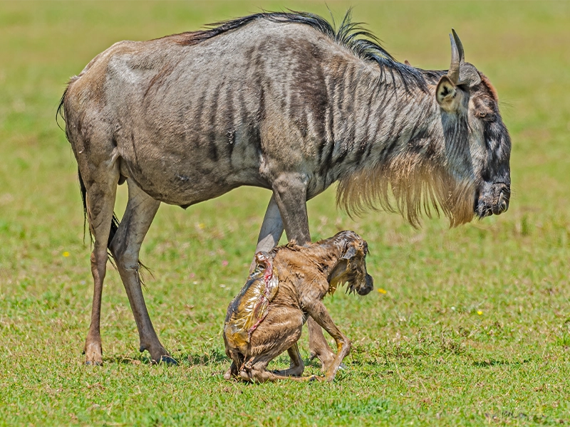 A wildebeest cow standing over her newborn calf, which is still wet and covered in birth fluid on a grassy savanna.