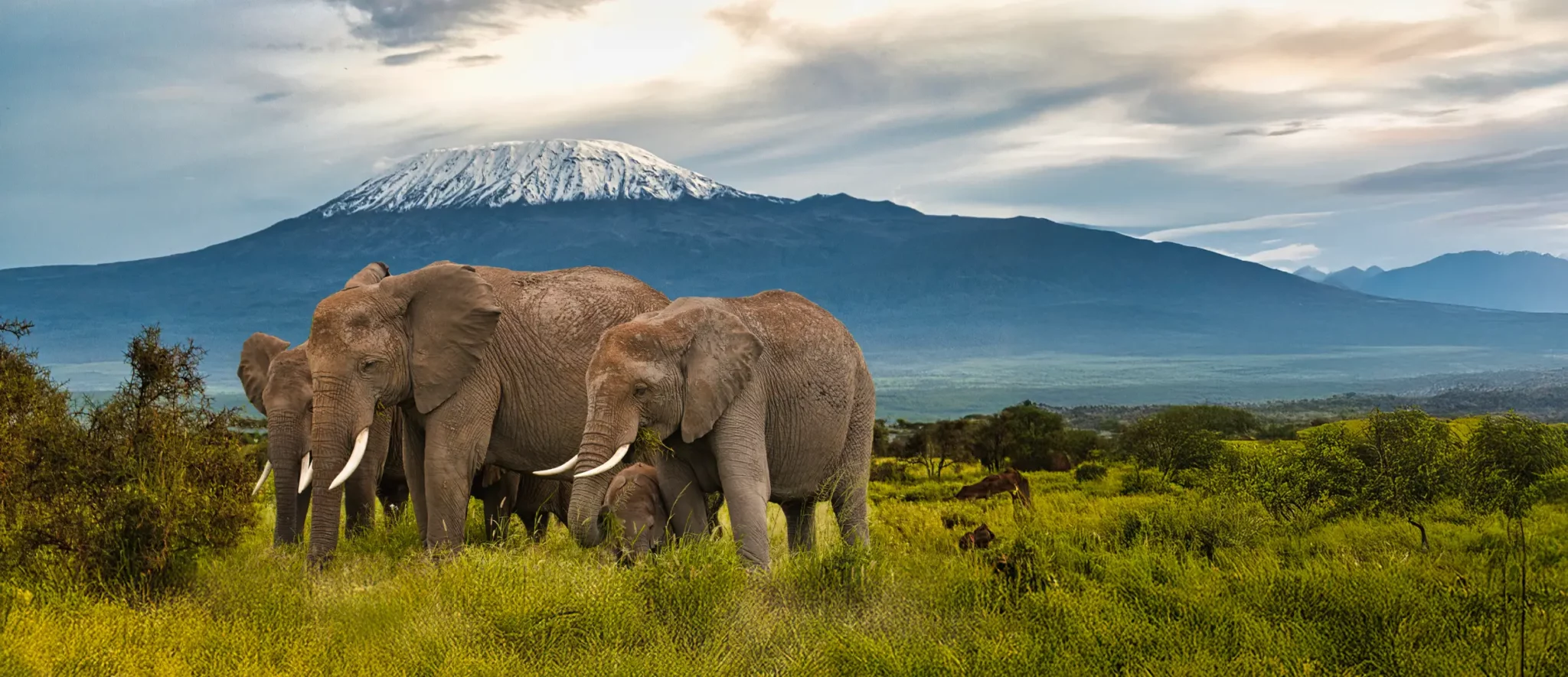 Amboseli & Maasai Mara Safari - Banner
