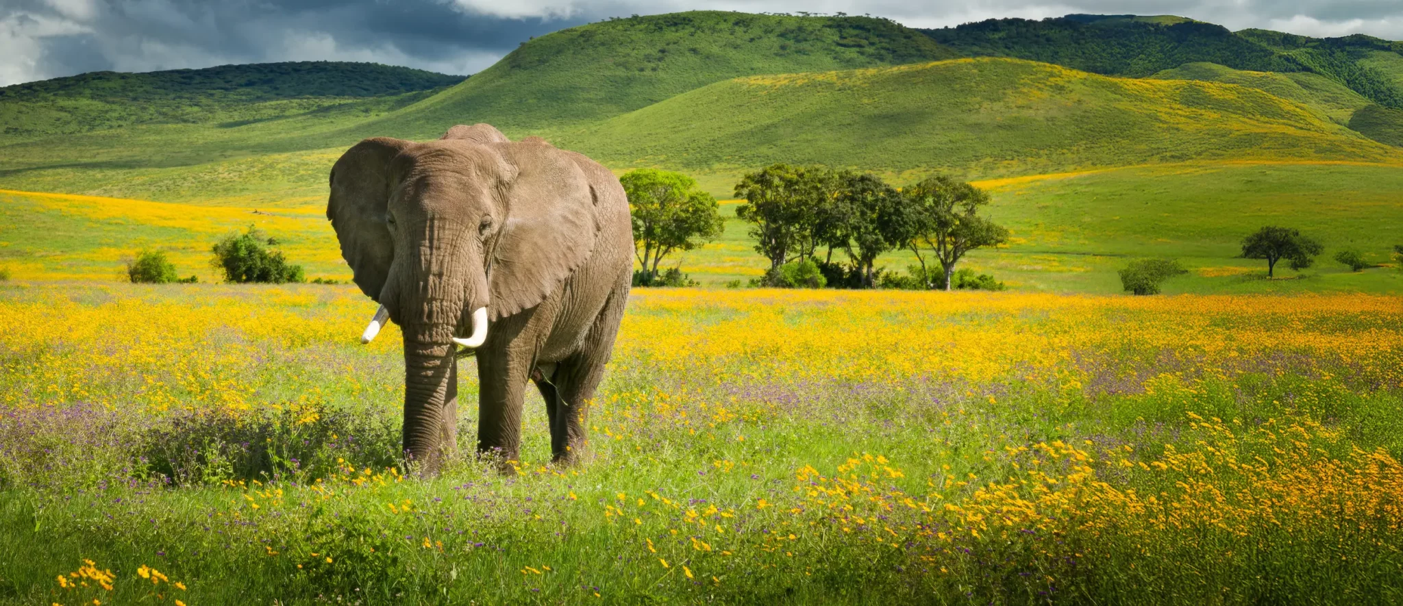 Best of East Africa Safari - Banner