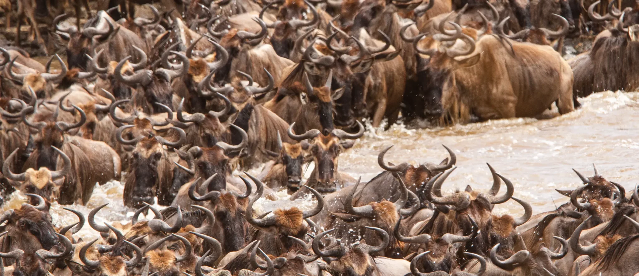 Best of Kenya and Tanzania Migration Safari - Banner