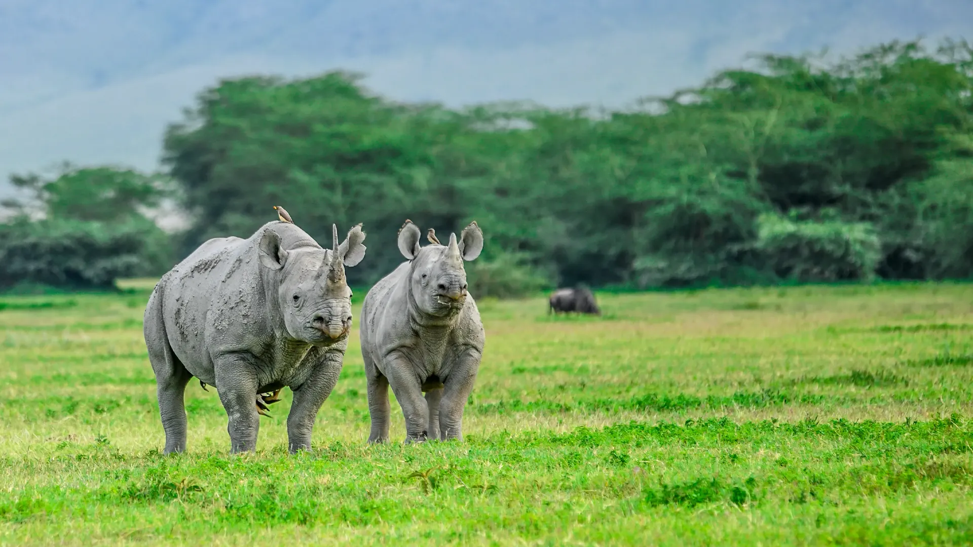 Two rhinoceroses walk across a green grassland with birds resting on their backs.