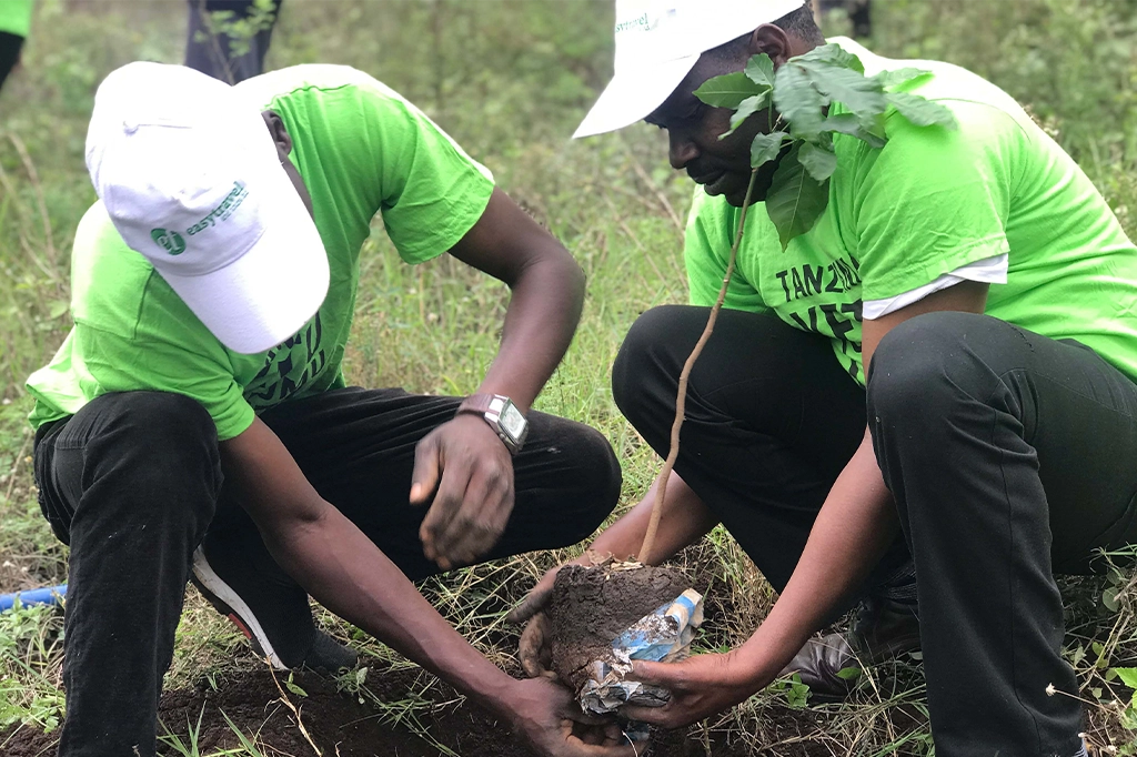 Easy Travel员工在乞力马扎罗山脚下植树 Easy Travel Tanzania 坦桑尼亚易游旅行社员工在乞力马扎罗山脚下植树 - 坦桑尼亚易游旅行社