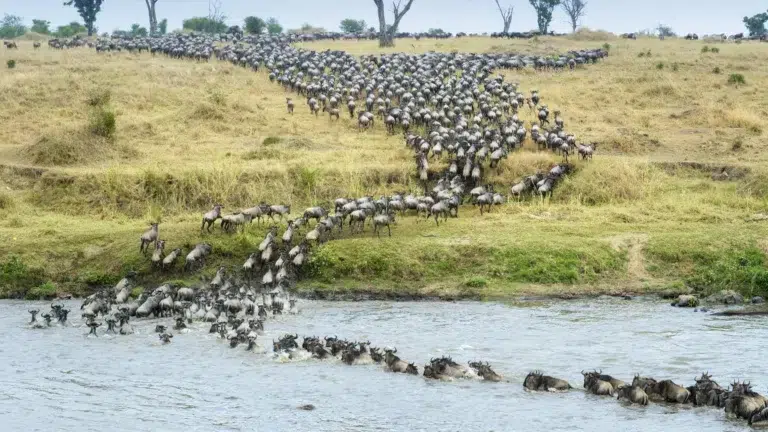Safari con attraversamento del fiume Grumeti