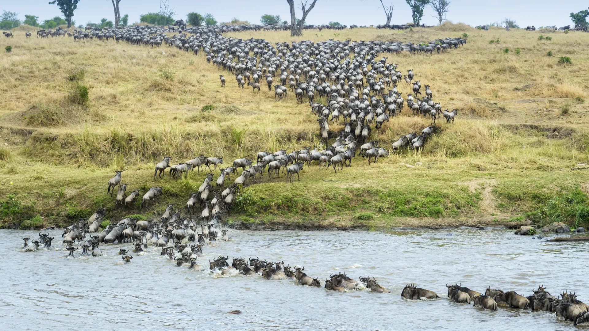 Grumeti River Crossing Safari
