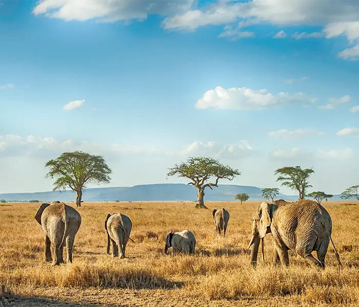 一群大象走过塞伦盖蒂大草原，背景是金合欢树。.