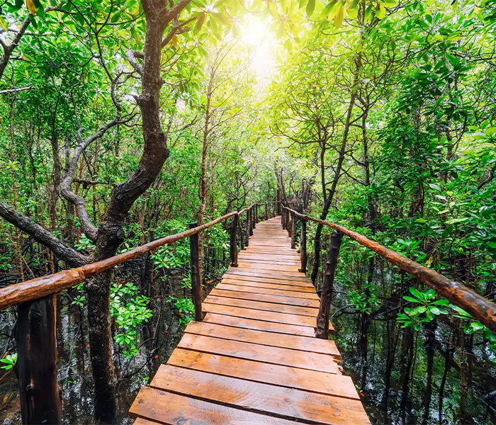 穿过郁郁葱葱的乔扎尼森林的木栈道，阳光透过茂密的树木洒下斑驳的光影。.