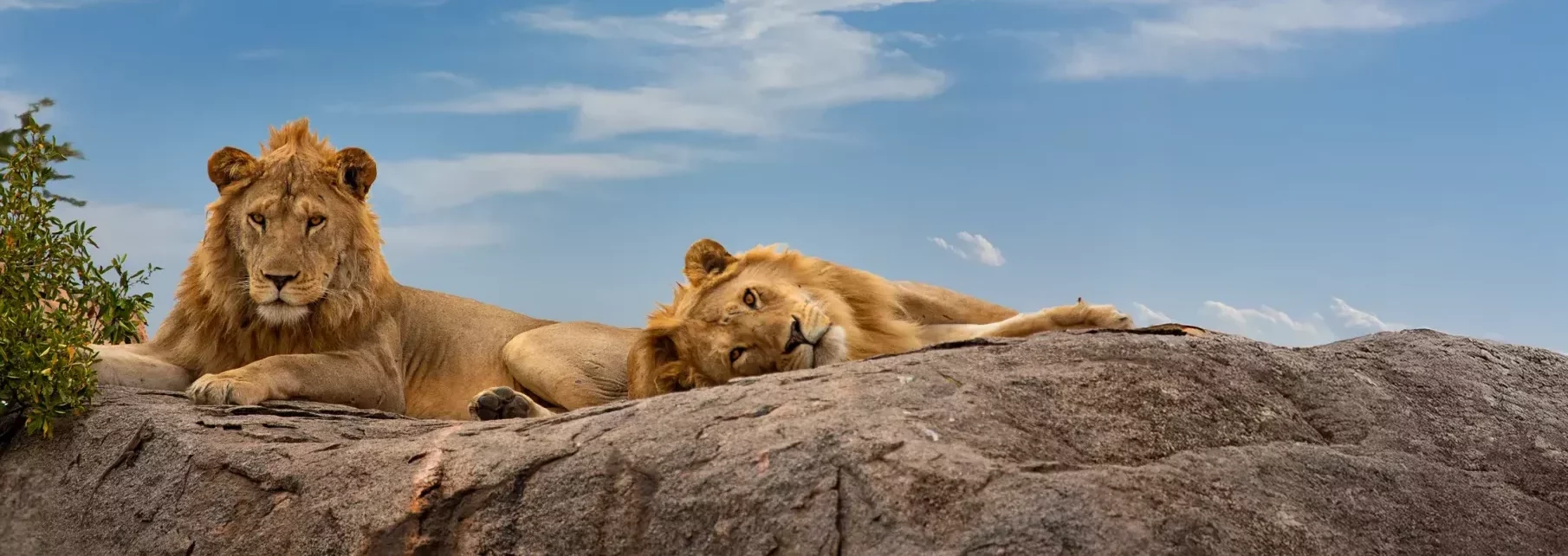 Kenya Wildlife Safari - Banner