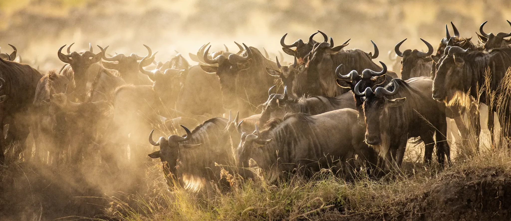 Kenya and Tanzania Migration Safari - Banner