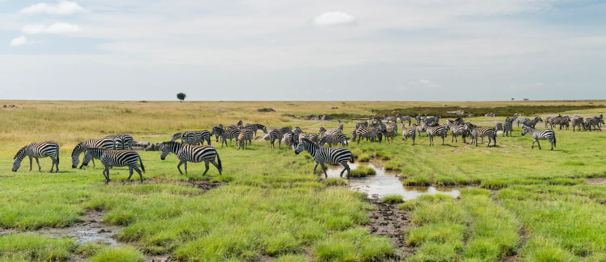 Maasai Mara Classic Safari - Banner