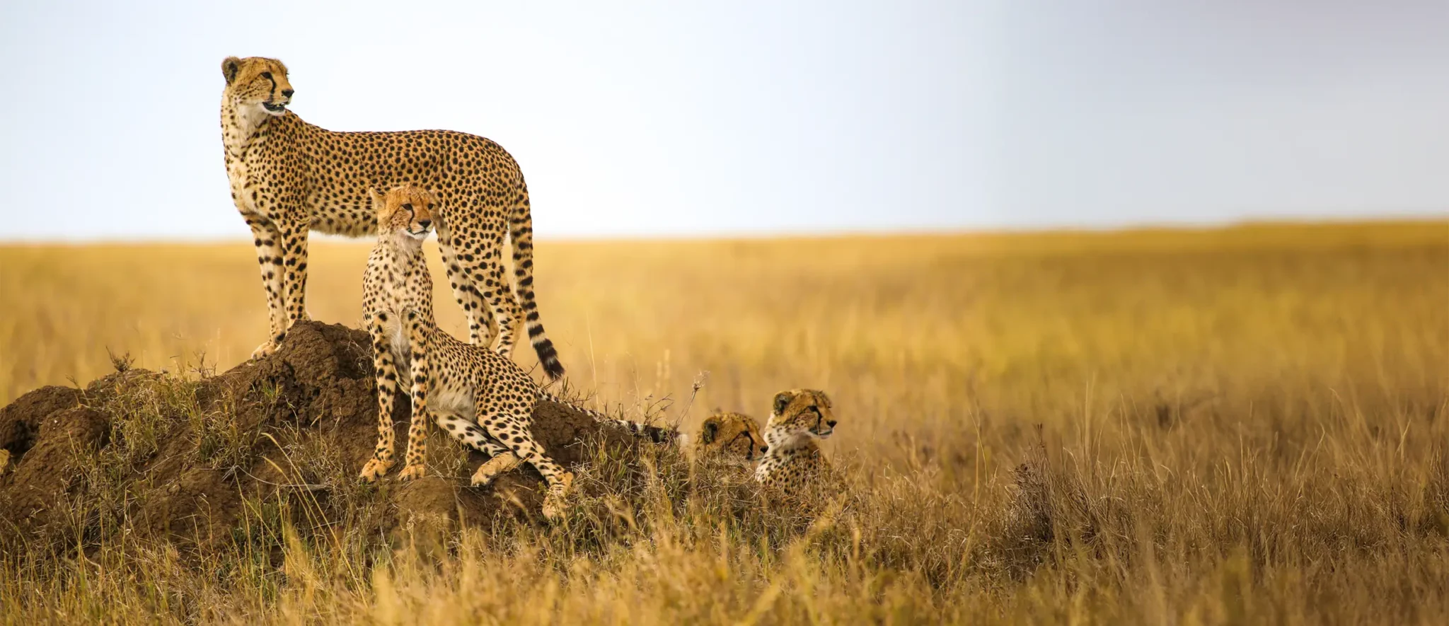 Maasai Mara Safari - Banner