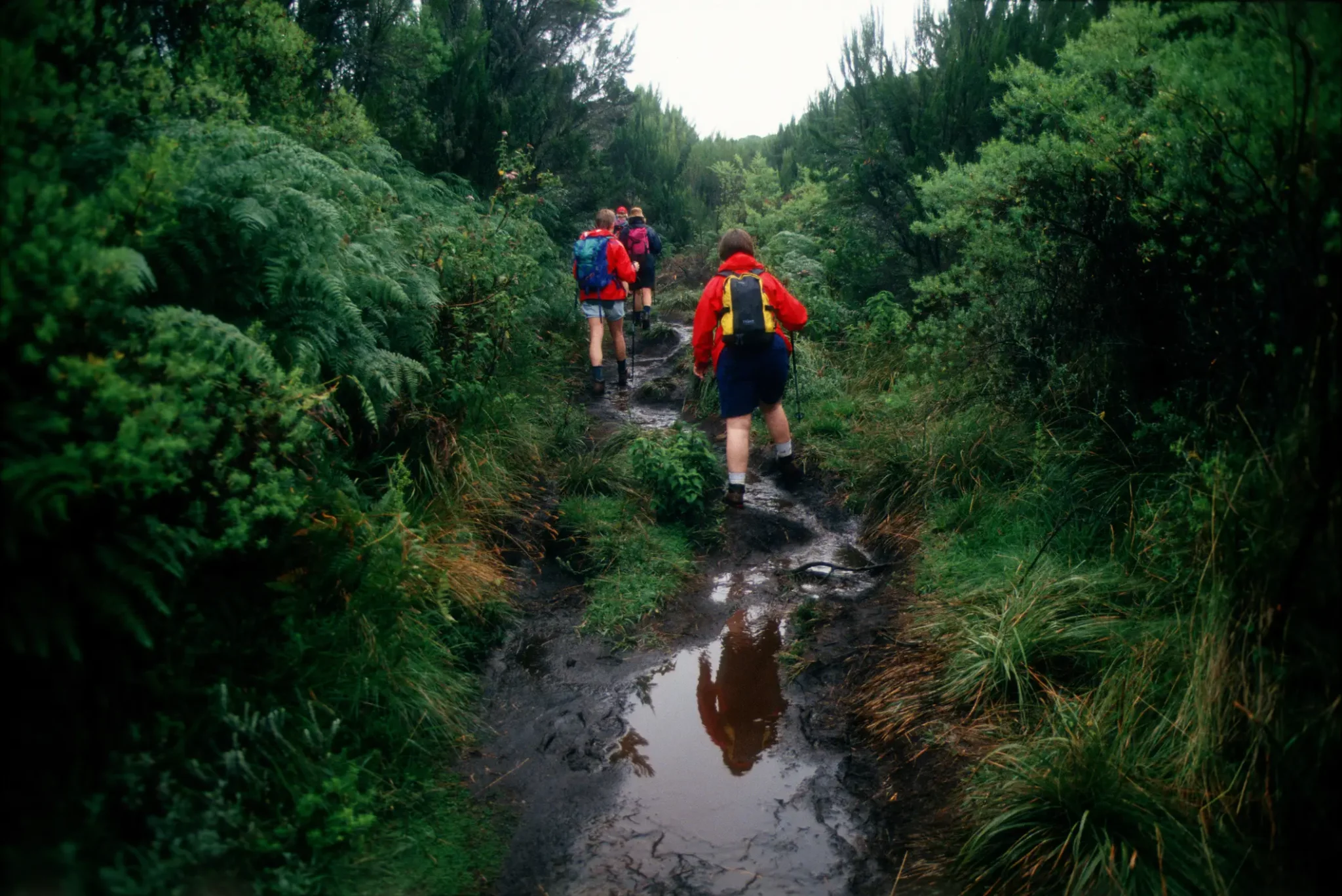 Rainey Season at Mount Kilimanjaro Easy Travel Tanzania scaled Hikers trekking through a lush rainforest trail on Mount Kilimanjaro.