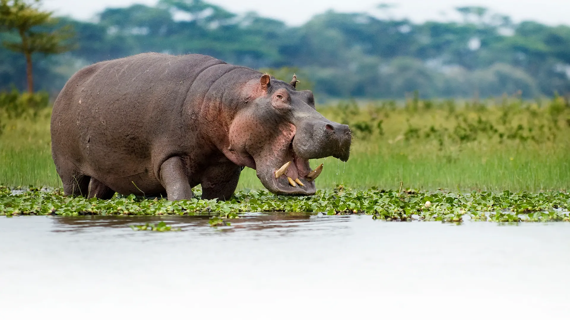 3 days Tanzania Safari