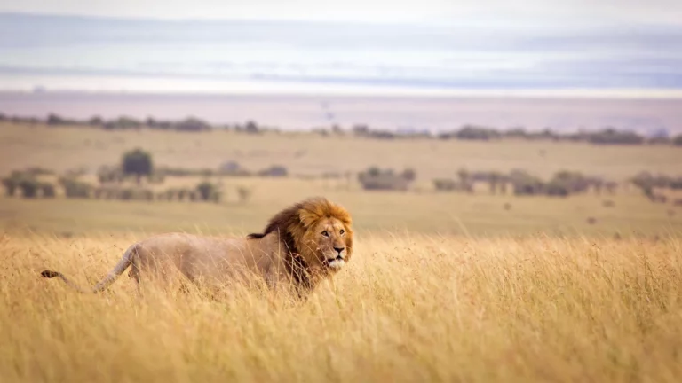 Un leone maschio in piedi tra l'erba alta e dorata della savana africana durante un safari nel Serengeti.